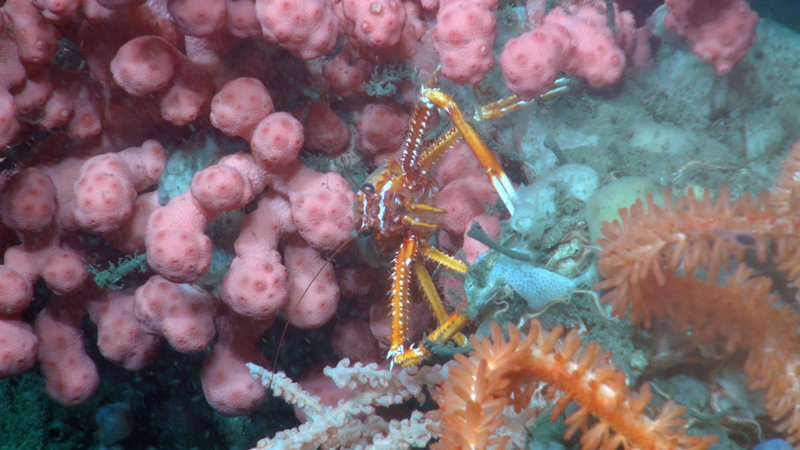 A squat lobster makes its home among various deep-sea corals.