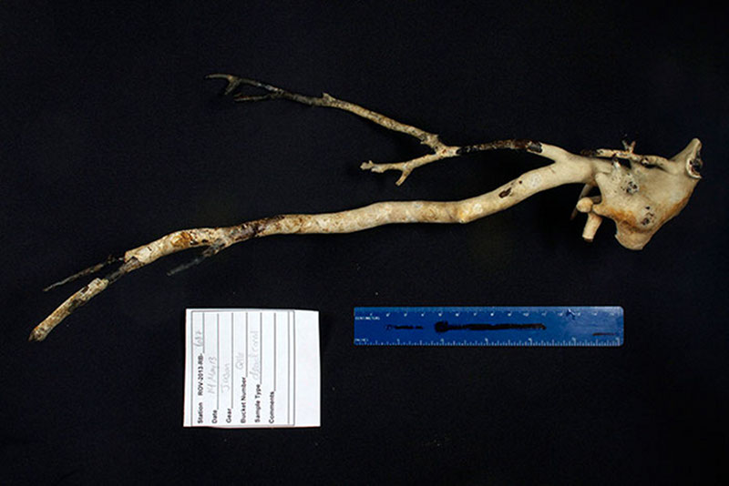A coral skeleton, likely Primnoa, collected by Jason and photographed in the wet lab. Its branching pattern and growth structure resemble that of trees on land.