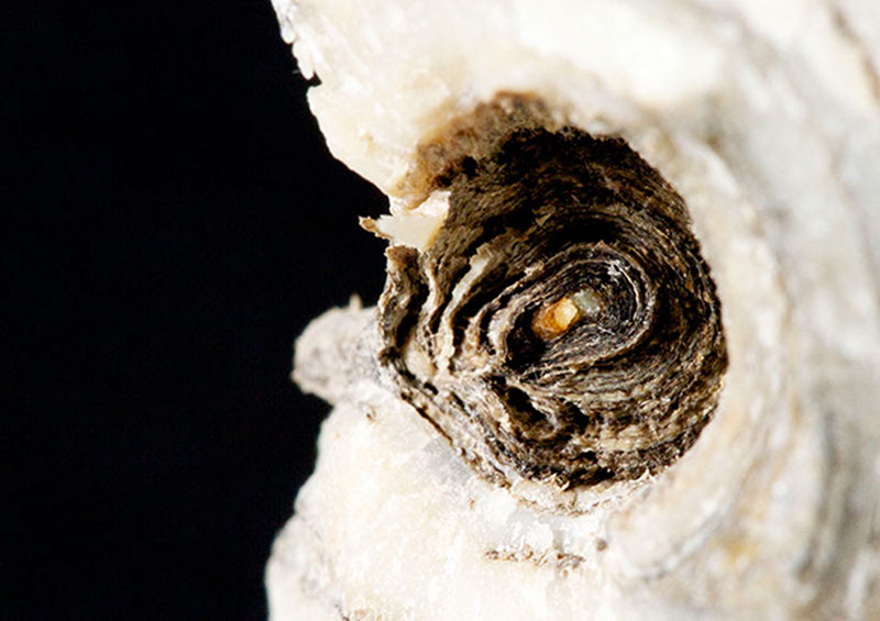 Close-up of the above coral branch, showing a cross-section of its growth bands.