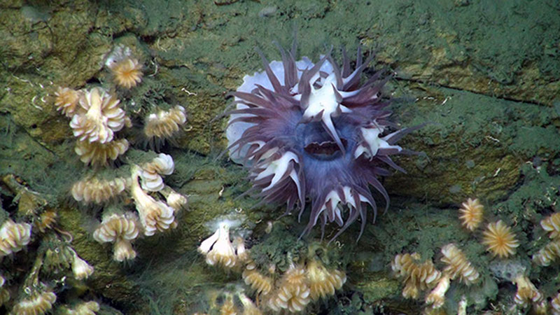 Cup corals (Desmophyllum) growing around an anemone on a mud-covered ledge.