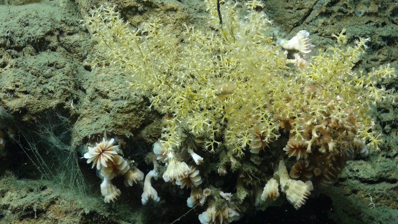 The diversity of coral species on the canyon walls was quite high at times.