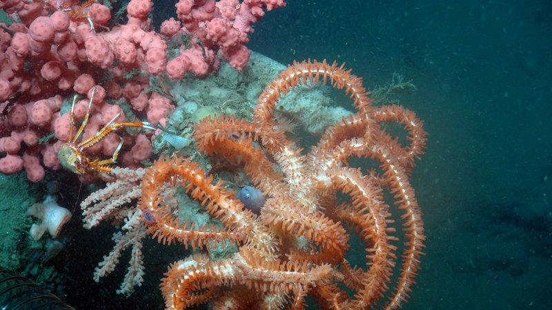 A small fish of the family Bythitidae pokes its head out near a brisingid sea star and hard coral skeleton.