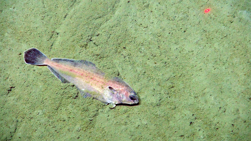 Witch flounder, a flatfish seen on level bottom habitats which, like the goosefish, relies on camouflage to hide itself.