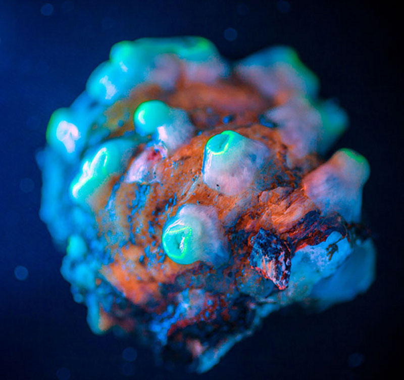 Sample of corallimorphs collected by ROV Jason photographed under a blacklight to demonstrate florescence.