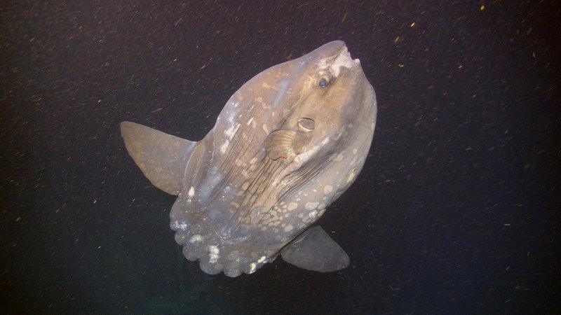 A Mola mola, or ocean sunfish, stops by for a visit during one of the dives of the Pathways to the Abyss cruise.