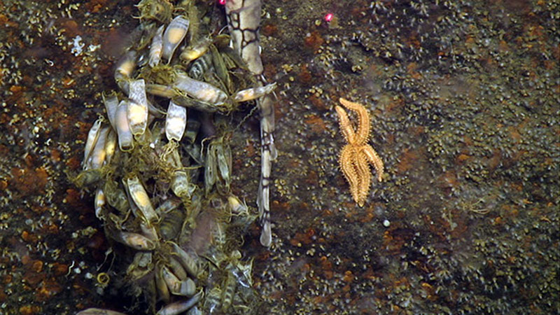 the diversity of marine life is on shipwrecks is often higher than in surrounding areas.