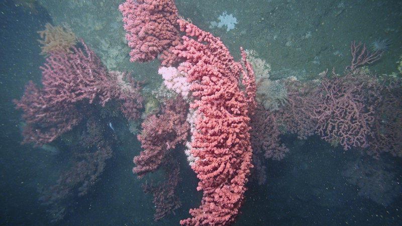 Large colonies of Bubblegum Coral make the canyon walls their home. BOEM, USGS, and NOAA all have vested interests in deep sea coral ecosystems.