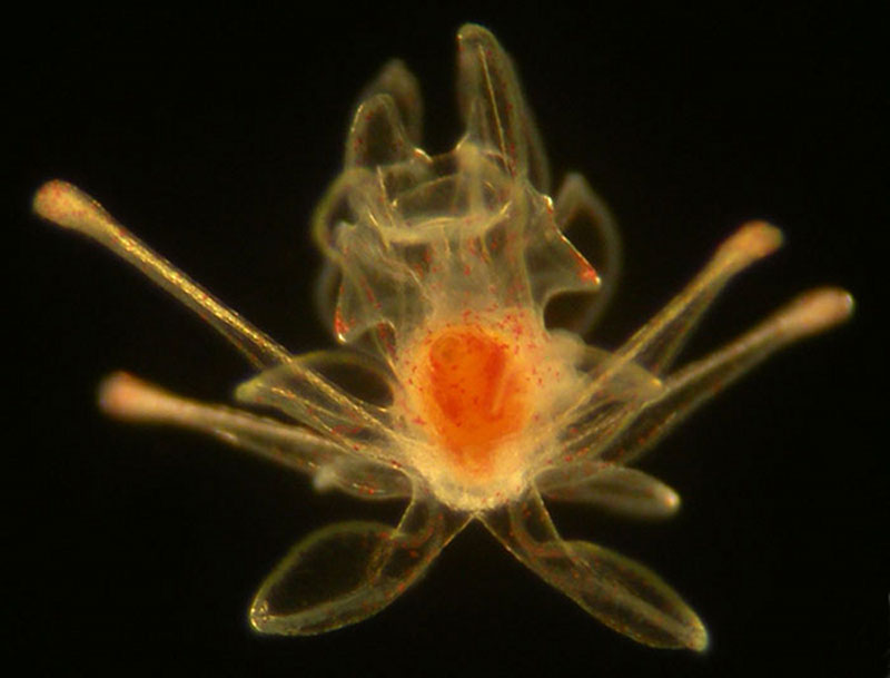 Pluteus larva of Cidaris blakei.