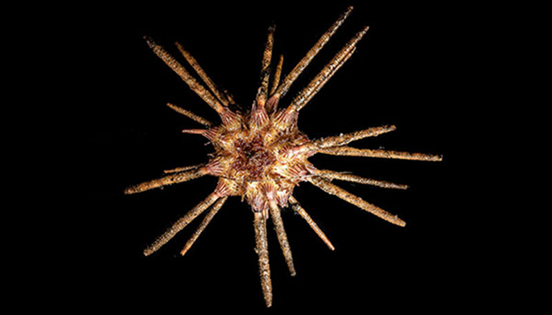 Cidaroid (pencil) urchin collected with the Jason II remotely operated vehicle on NOAA Ship Ronald H. Brown.