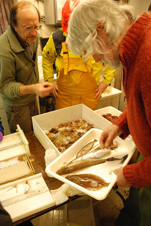 The catch from a trawl is brought inside and sorted in the lab.