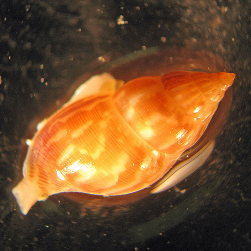 An unidentified gastropod (Family: Columbellidae) collected with Jason’s suction sampler from a rock wall at 444 meters.