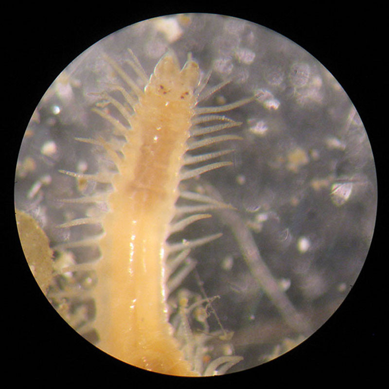 A syllid polychaete worm found within with a dead Desmophyllum coral skeleton