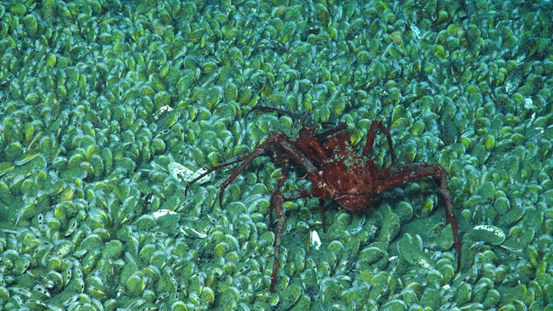 A lithodid crab seen on the mussel bed at 1,600 meters.
