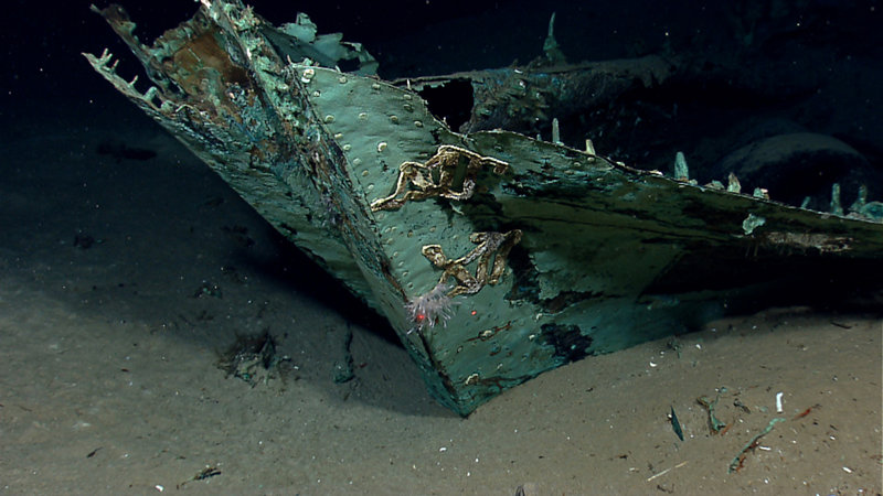 Copper sheathing covers the vessel's stern post and aft part of the lower hull. The rudder attached to the stern post has been twisted around to the left, or port, side, making it difficult to see in this image. This type of damage suggests the vessel impacted the seafloor stern-first, displacing the rudder. Two draft marks made of lead are visible on the stern post. Image courtesy NOAA Okeanos Explorer Program.
