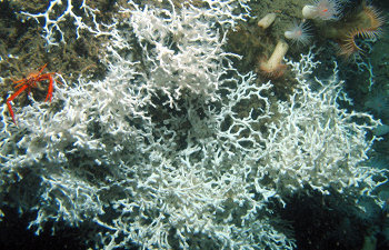Florida Coast Deep Corals 2005 Expedition