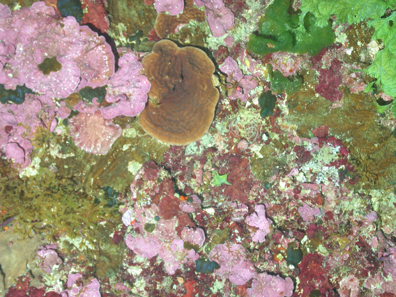 The dominant communities providing structural habitat at Pulley Ridge are coralline algae and hard coral.
