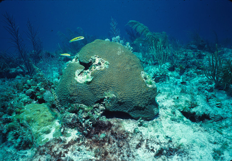 Shallow water colony of the great star coral, Montastraea cavernosa, in 15 feet of water