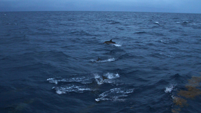 Spotted dolphins jump out of the water as they keep pace with the R/V Walton Smith.
