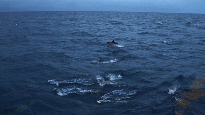 Spotted dolphins jump out of the water as they keep pace with the R/V Walton Smith.