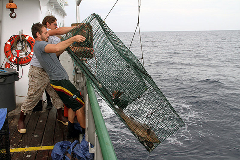 Recovering a large chevron fish trap.