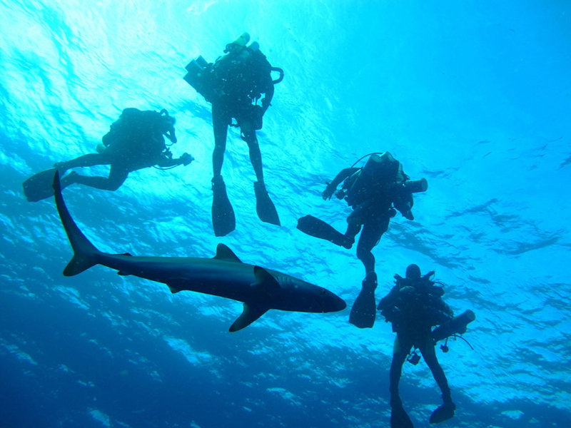 A silky shark comes in close to pose.