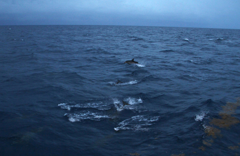 Spotted dolphins jump out of the water.