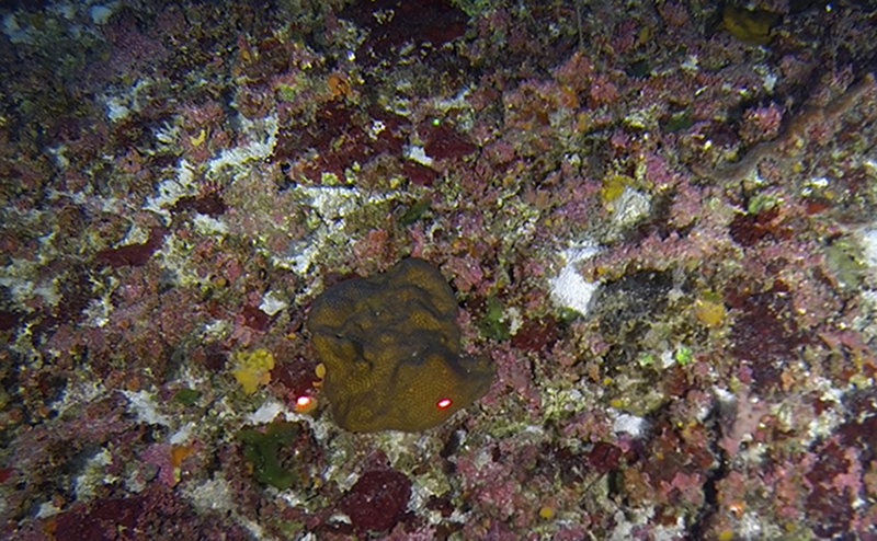 A colony of Madracis decactis (Ten-ray Star Coral)