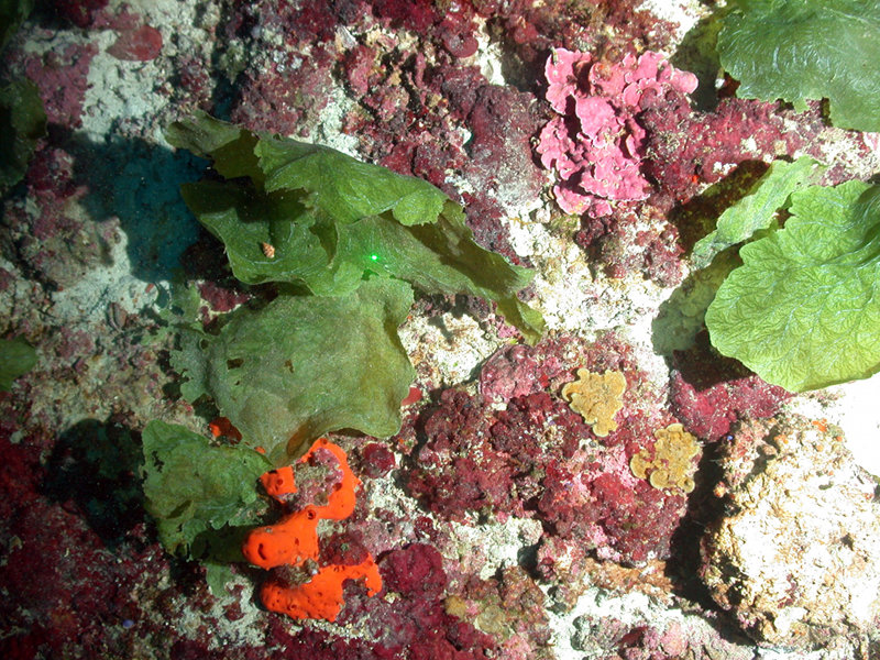 The most abundant benthic organisms on Pulley Ridge are algae.