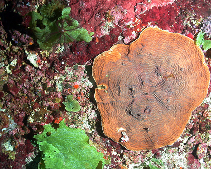 Agaricia is the most widespread genus of hard coral at Pulley Ridge.