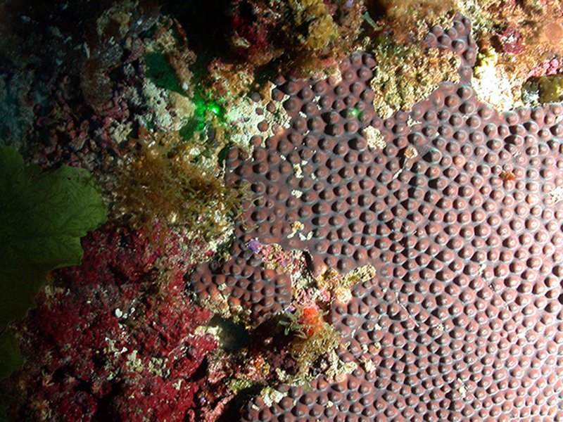 Montastraea cavernosa (great star coral).