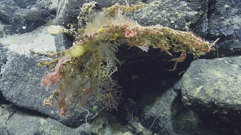 A diverse assemblage of scleractinians (stony corals), octocorals, and sponges on Noroit Seamount.