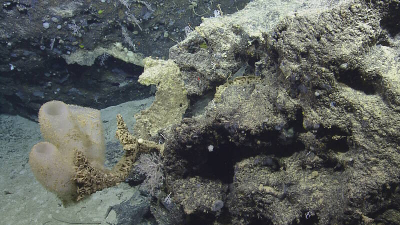 Hexactinellid sponges (glass sponges) and octocorals often colonize seamount hard substrate.