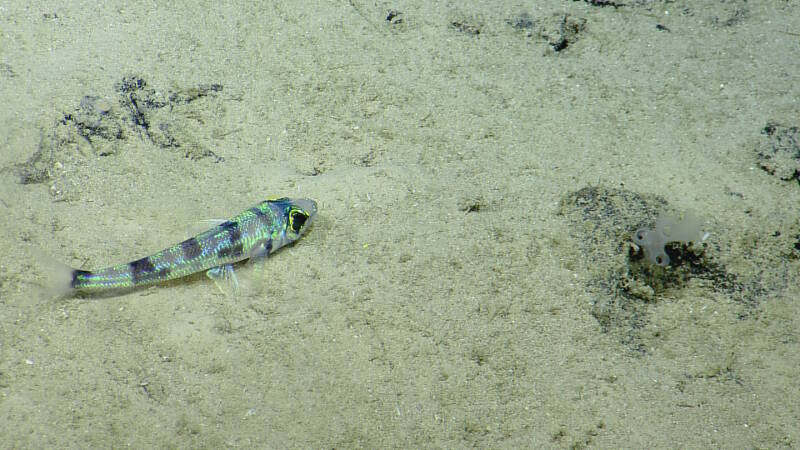 Chlorophthalmus agassizi (greeneye fish) is commonly observed resting on soft sediment habitat