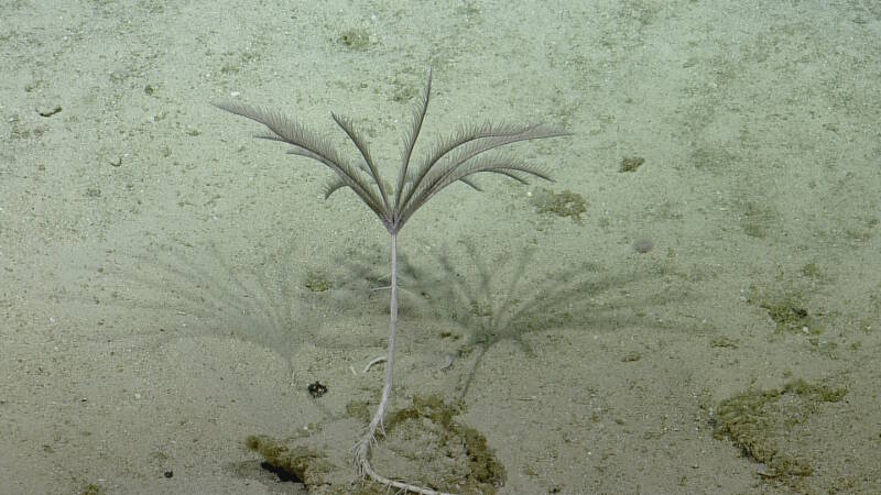 Stalked crinoids or sea lilies are a group of echinoderms that capture food particles from flowing currents.