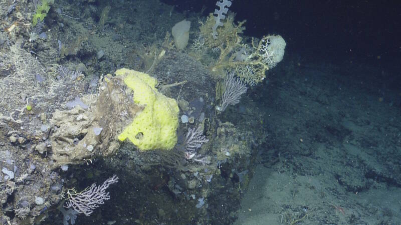 Hardbottom habitat as on Noroit Seamount provides substrate for the attachment of other species, including a diversity of sponges and octocorals.