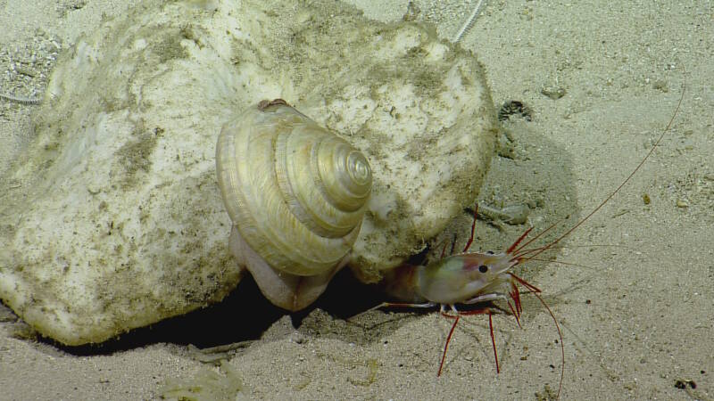 Sponges are important resources for other fauna.