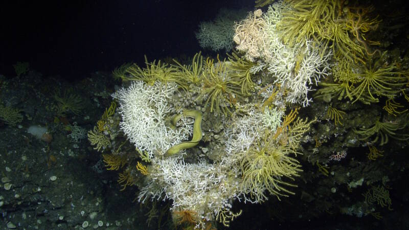 A sharektooth morey eel (Gymnothorax maderensis) skirts along an outcrop with several crinoids and many species of stony and octo-corals on Dog seamount.