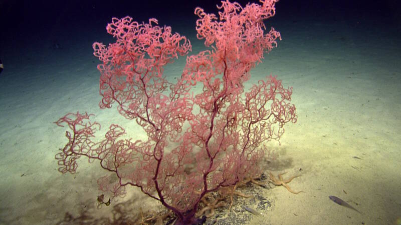 Based on the size of this colony, our team estimates that this is a particularly old colony of Leiopathes (black coral species).