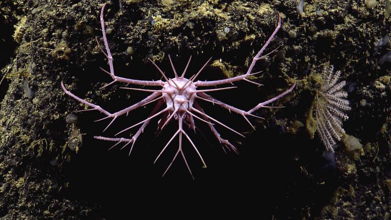 The seamounts were home to diverse communities of animals, including this spikey crab, which may be a recently described species of Neolithodes.