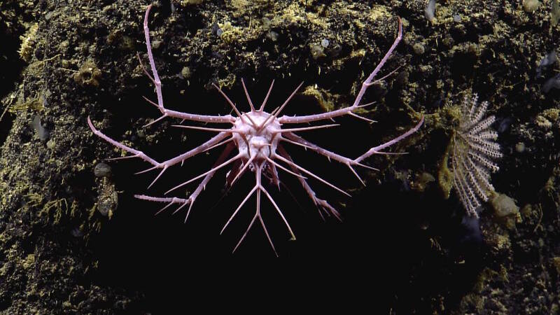 The seamounts were home to diverse communities of animals, including this spikey crab, which may be a recently described species of Neolithodes. 