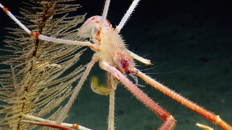 A squat lobster positions itself at the top of a black coral colony.