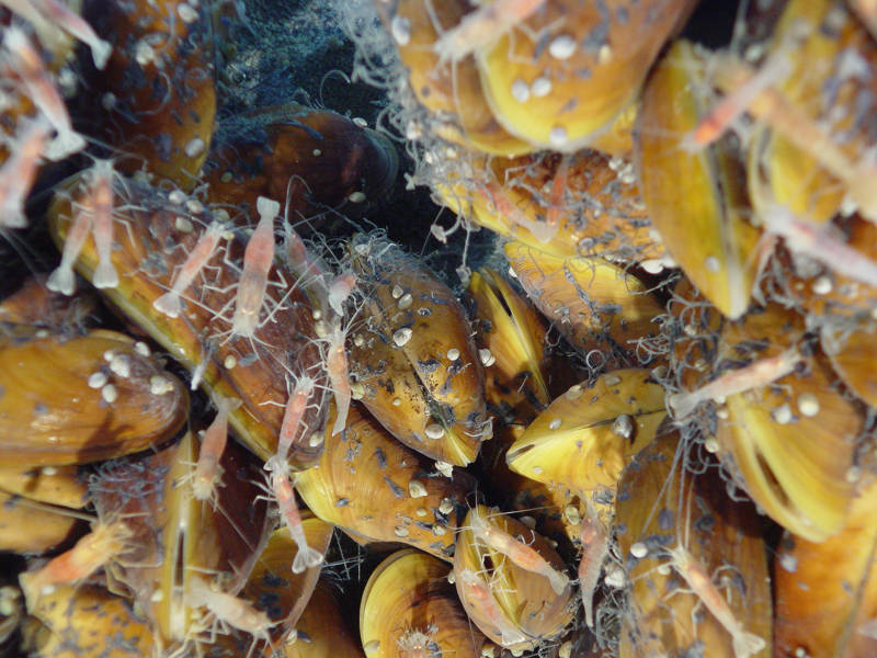 These mussels, shrimp, and limpets living at NW EIfuku seamount depend on hydrothermal vents for survival.