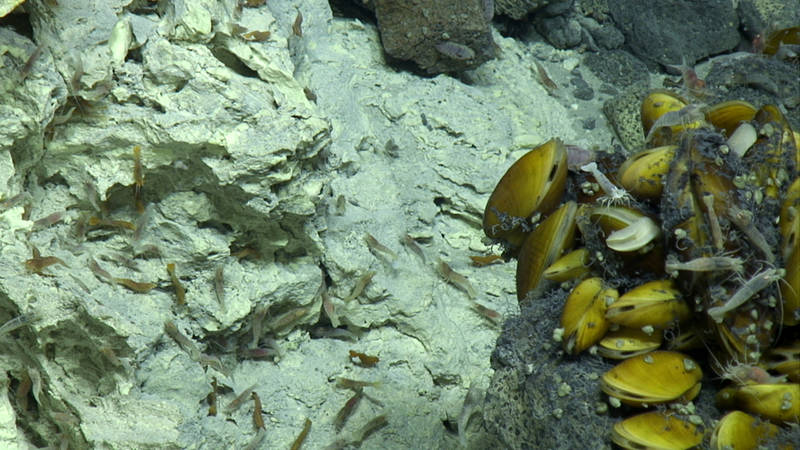 Shrimp crawl on sulfur deposits near Champagne vent at left, near a rock outcrop covered by mussels at right.