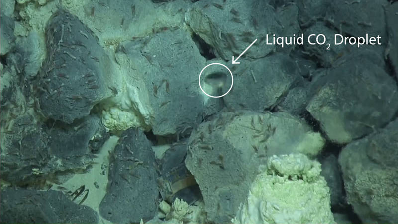 A droplet of liquid CO2 rises from the seafloor in the Champagne vent field.