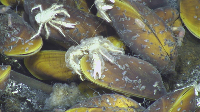 The image depicts a cluster of marine mussels and small crabs on the ocean floor. The mussels have oblong, dark brown shells with a yellowish tinge and rough textures, speckled with small organisms. Several mussels are partially open, revealing a bright, creamy interior. Scattered among the mussels are small, pale crabs with elongated limbs and detailed exoskeletons. The crabs are mostly atop the mussels, indicating interaction with the mollusks or simply traversing the area. The background consists of dark substrates, likely the ocean bed.