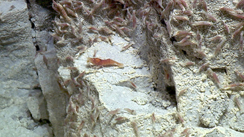 A large Alvinocaris shrimp is surrounded by hundreds of smaller Opaepele shrimp that are grazing on a  sulfur-coated cliff face.