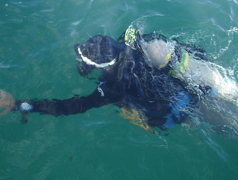 Diver Brian McNamara descending to the bottom to lay in a transect line and begin probing.