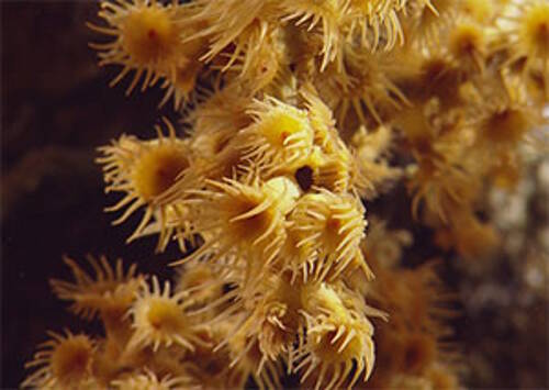 Zoanthids, a type of cnidarians, seen on Conrad Seamount.