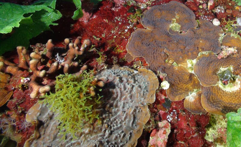 Figure 3- Example of corals and algae found on Pulley Ridge: The plate corals Leptoseris cucullata (foreground) and Agaricia fragilis; the finger coral Madracis sp.; the leafy green algae Anadyomene menziesii; and the branching algae Dictyota sp.