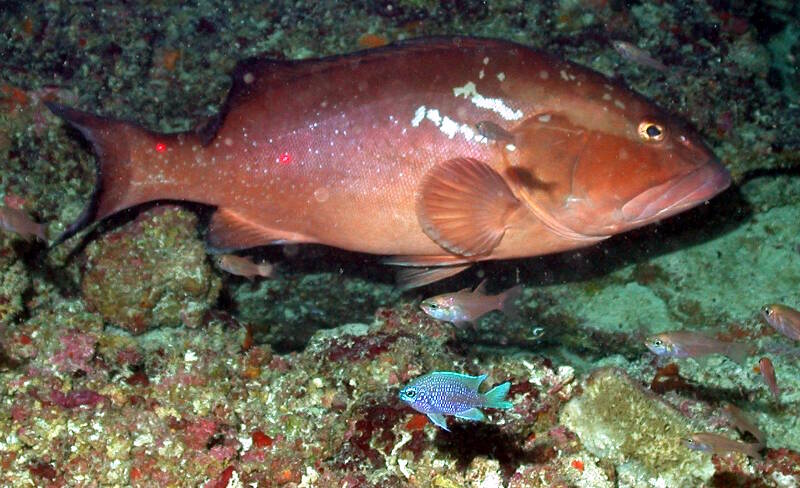 Figure 4. Red grouper Epinephelus morio in pit with purple reef fish Chromis scotti on Pulley Ridge.